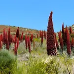 Kiko איקוד דה לוס וינוס